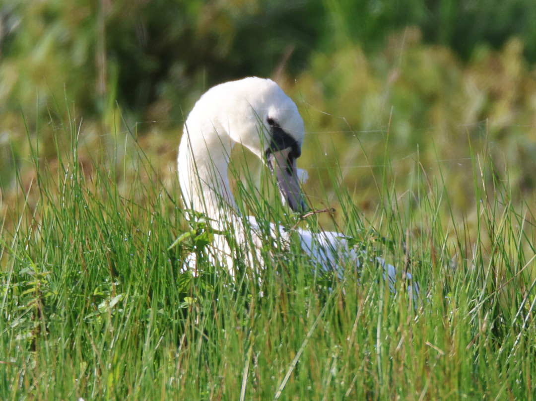 RSPB Leighton Moss Nature Reserve-Silverdale必去景点