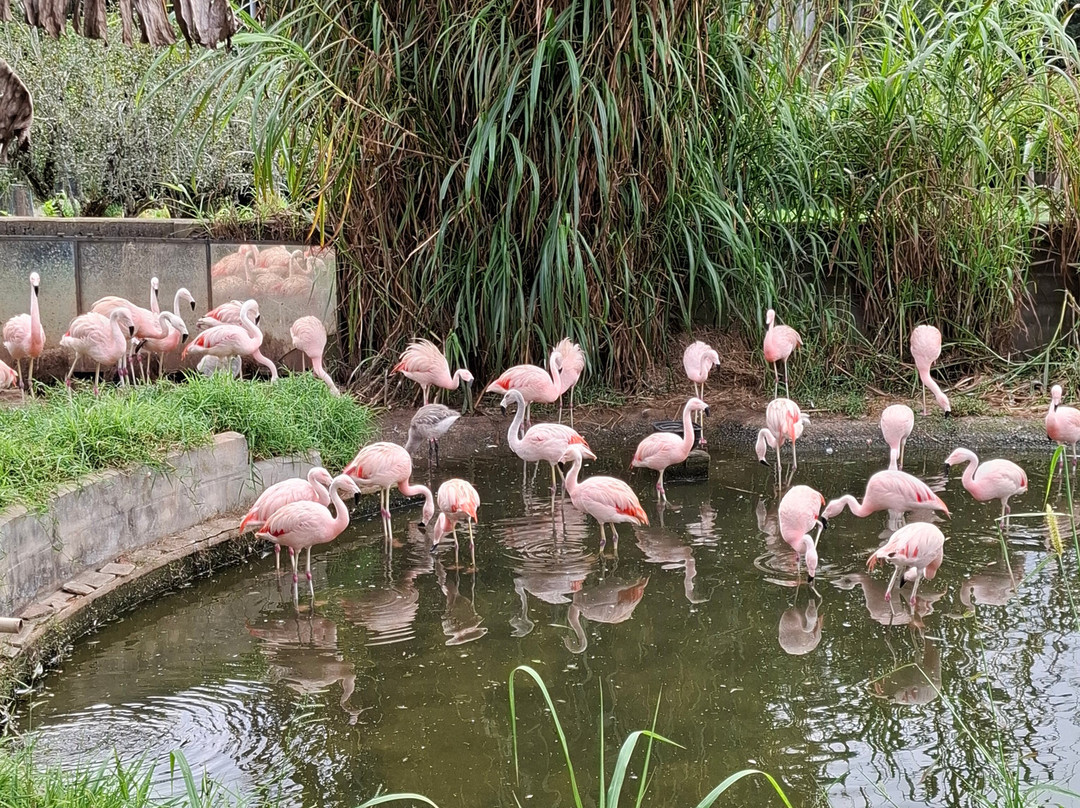 Zoo Das Aves-Pocos de Caldas必去景点