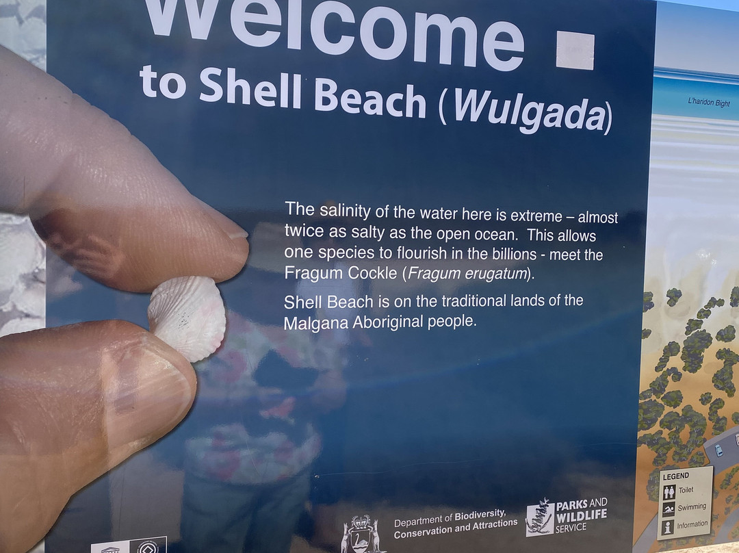 Shell Beach-德纳姆必去景点