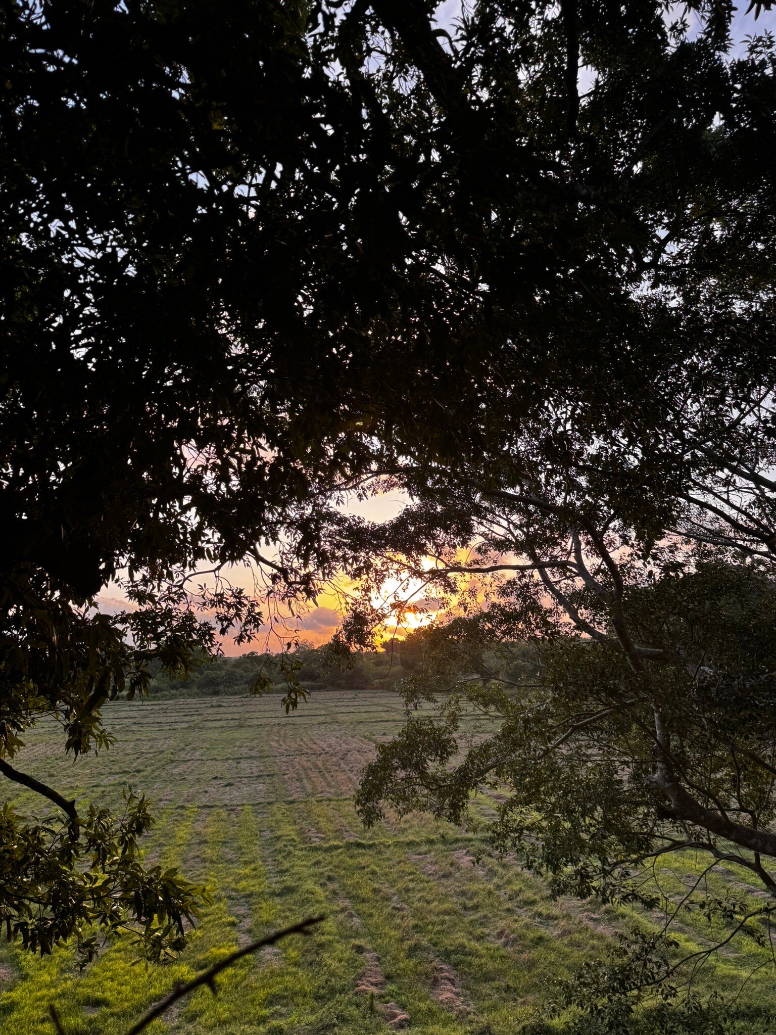 Wilpattu Tree House Hotel-官方