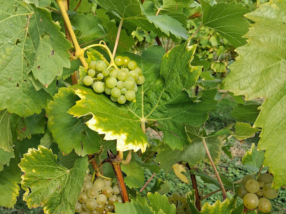 Flint Vineyard-Bungay必去景点