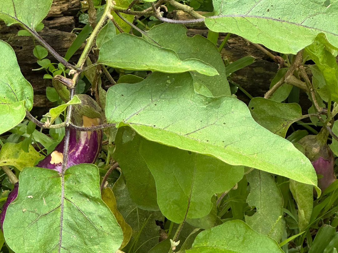 Common Ground Kauai-基拉韦厄必去景点