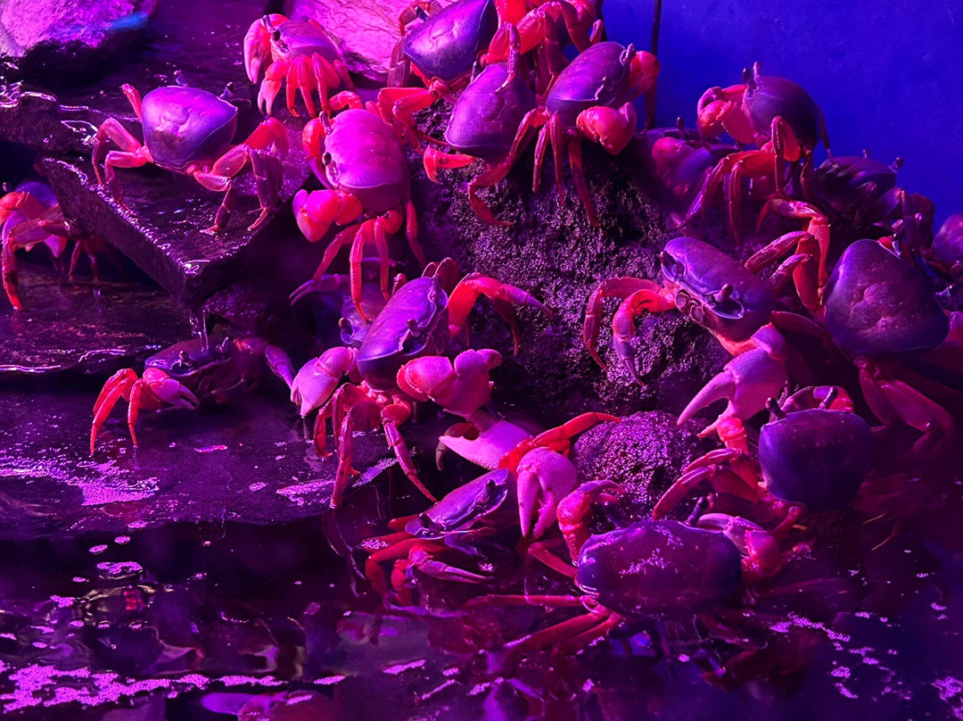 Oceanarium Międzyzdroje-缅济兹德罗耶必去景点
