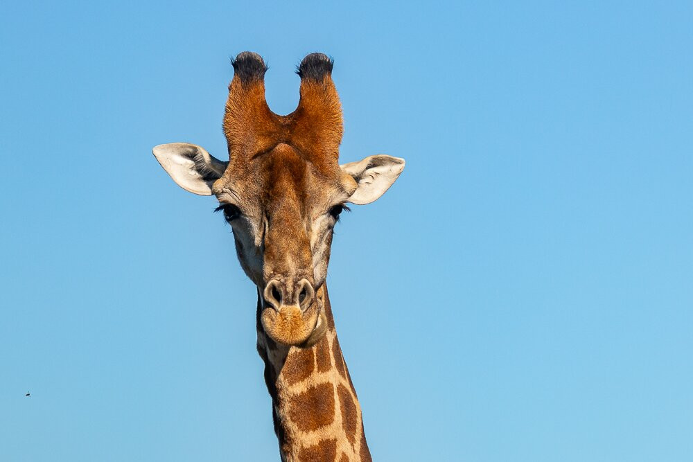 Pumba Private Game Reserve Day Safari-格拉罕镇必去景点