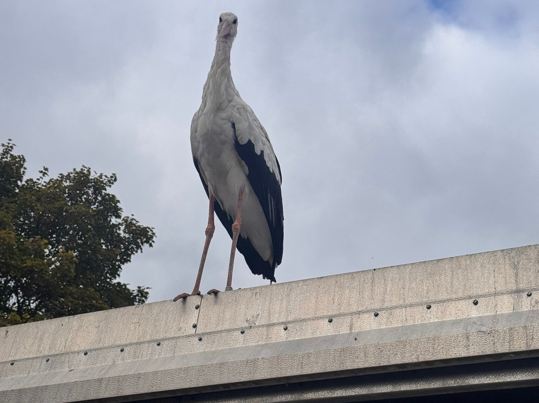 Vogelpark Bobenheim-Roxheim-Bobenheim-Roxheim必去景点