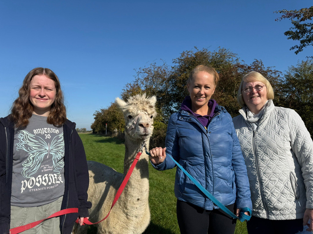 Elmet Alpaca Trekking and Tearoom-Sherburn in Elmet必去景点