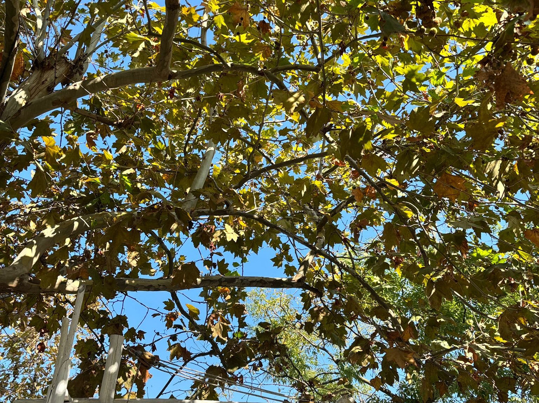 Aristotelis Road Trip-Ierissos必去景点