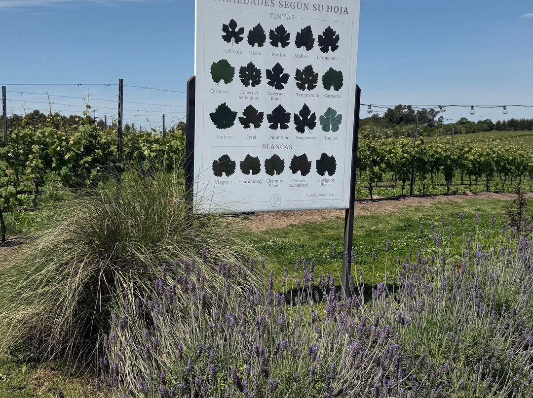 Pizzorno Family Estates-Canelones必去景点