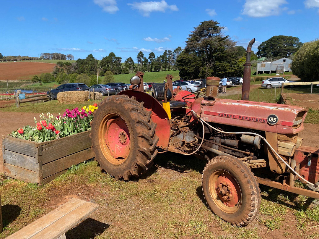 Table Cape Tulip Farm-温耶德必去景点