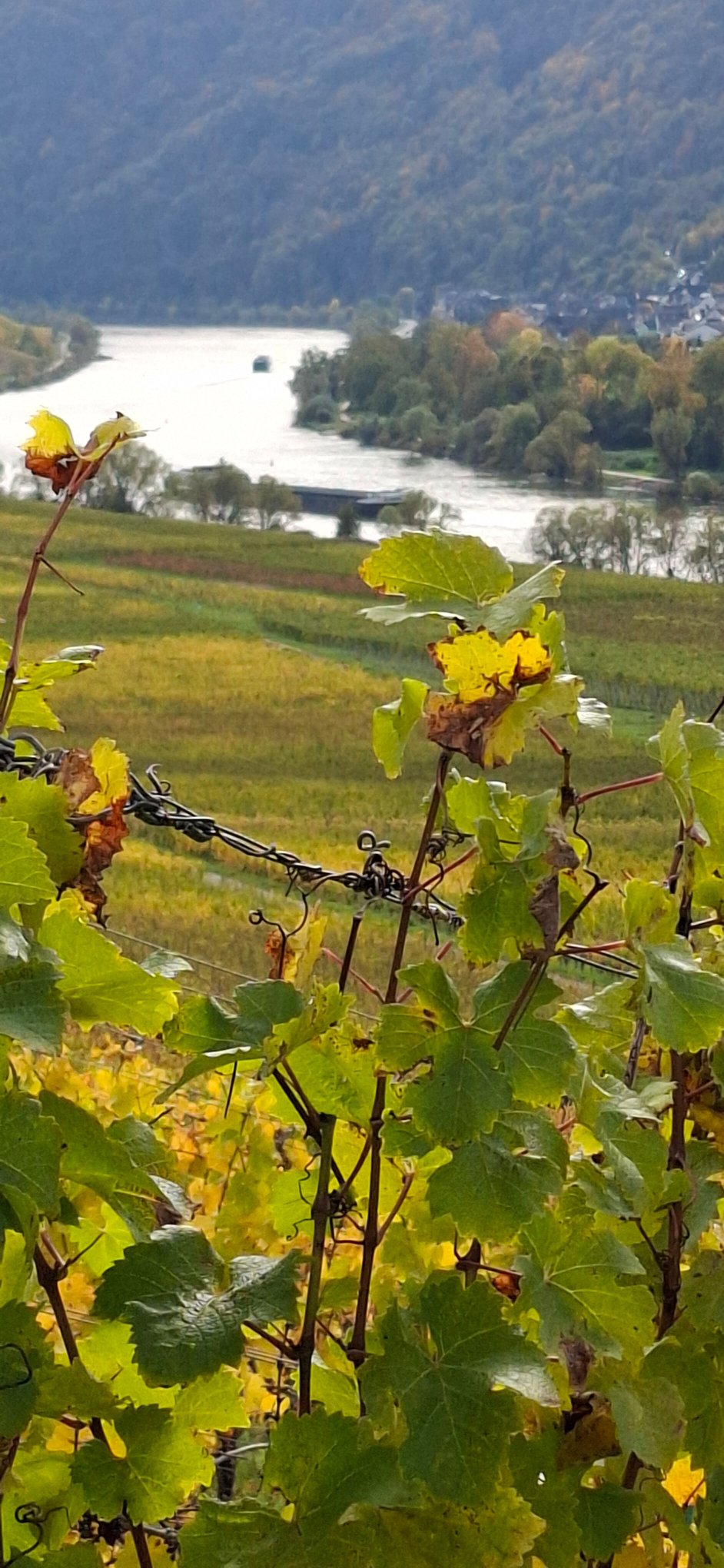 Haus Mona Lisa-官方