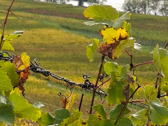 Haus Mona Lisa主图