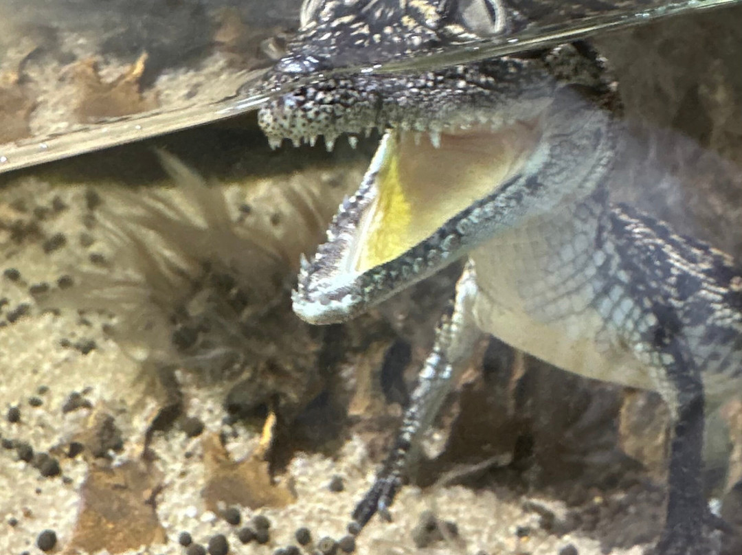 Le Bonheur Reptiles & Adventures-Simondium必去景点