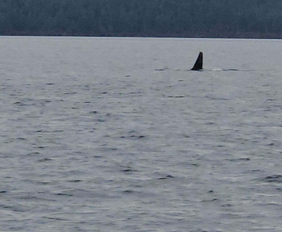 Outer Island Excursions-Anacortes必去景点