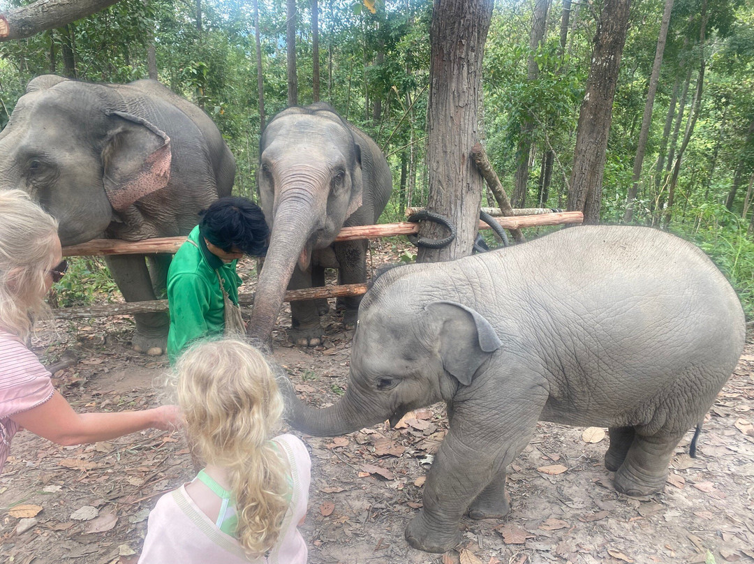 丛林天堂大象园-Mae Win必去景点