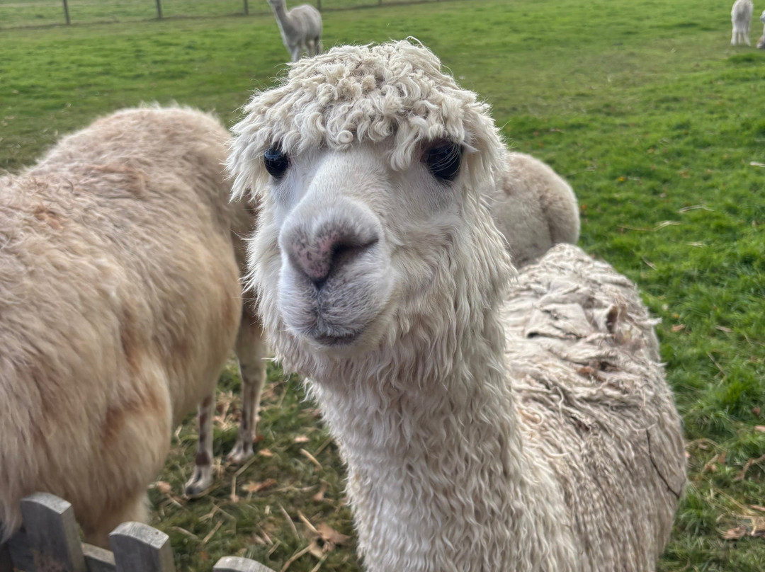 K2Alpacas-Wicklow必去景点