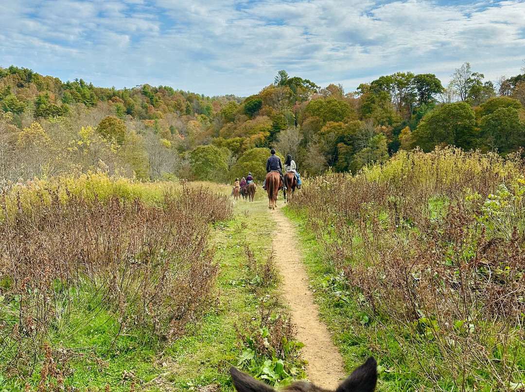 Smoky Mountain Trail Rides and Bison Farm-Marshall必去景点