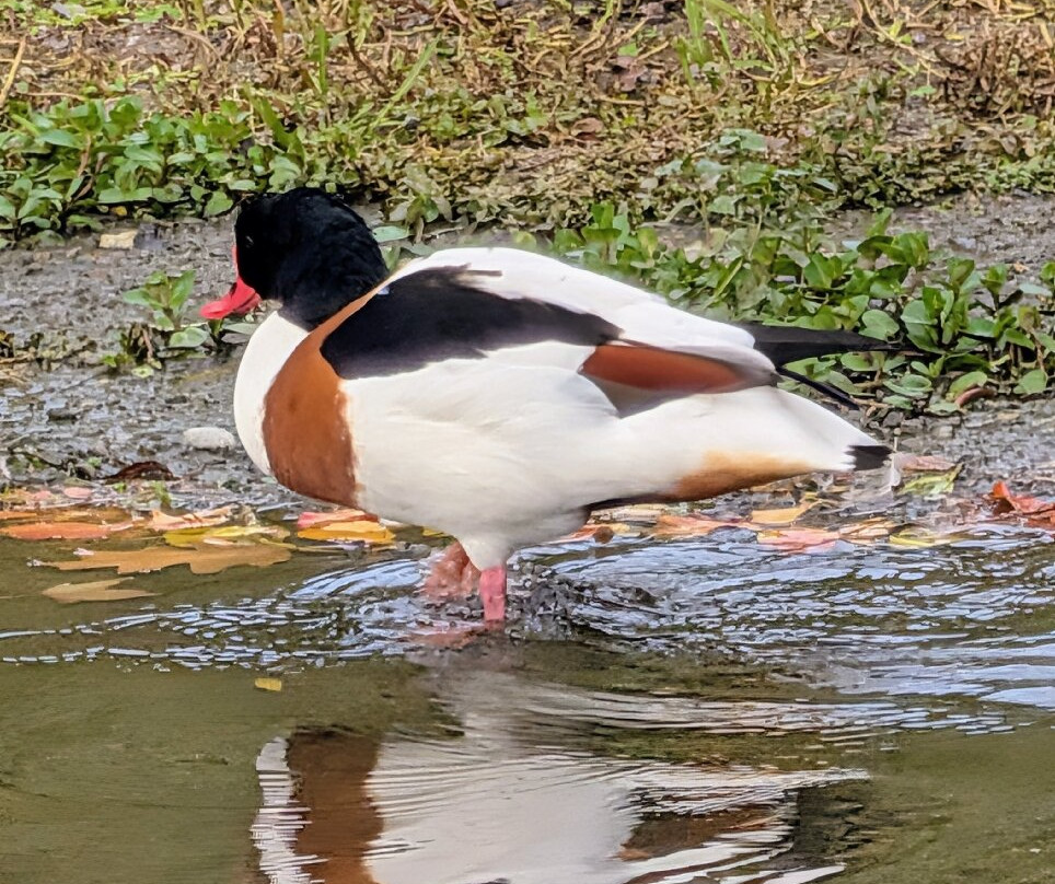 WWT Slimbridge Wetland Centre-Slimbridge必去景点