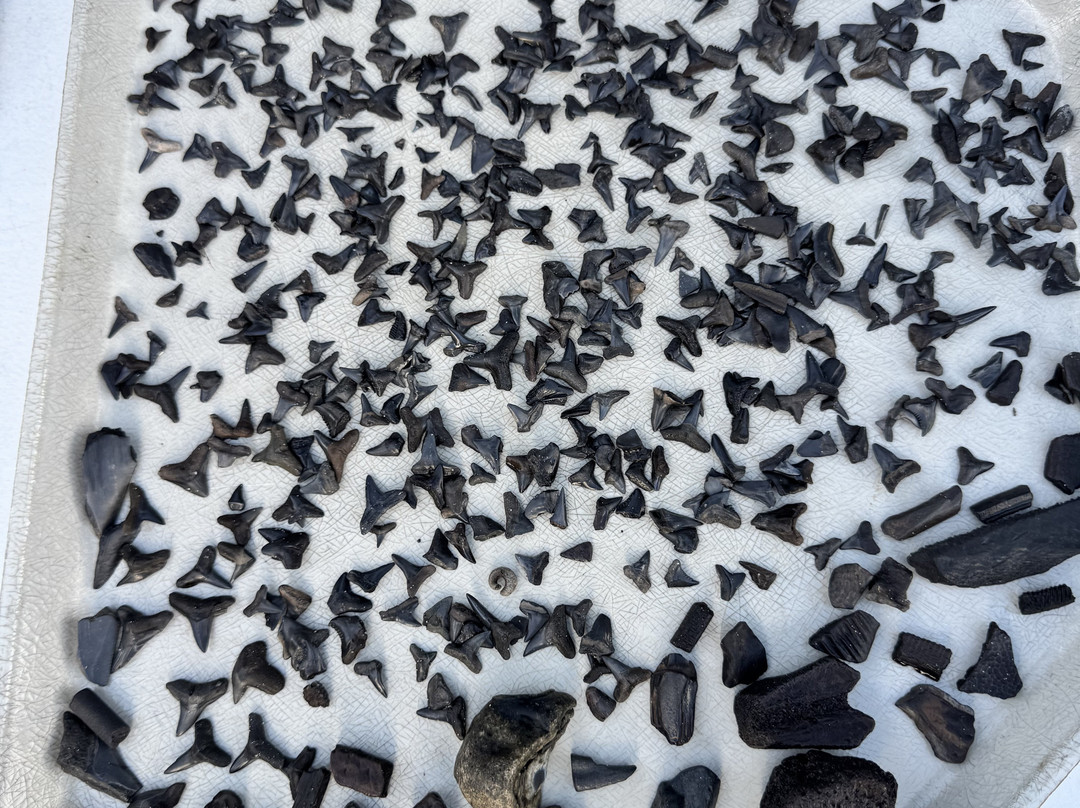 Fossil Funatics-达文波特必去景点