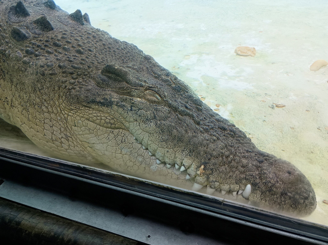 St. Augustine Alligator Farm Zoological Park-圣奥古斯丁必去景点