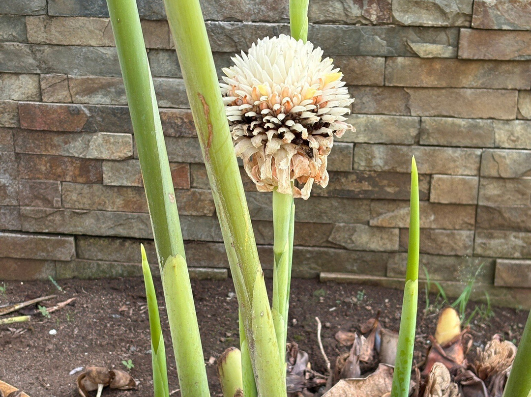 Pension Pare Lodge主图