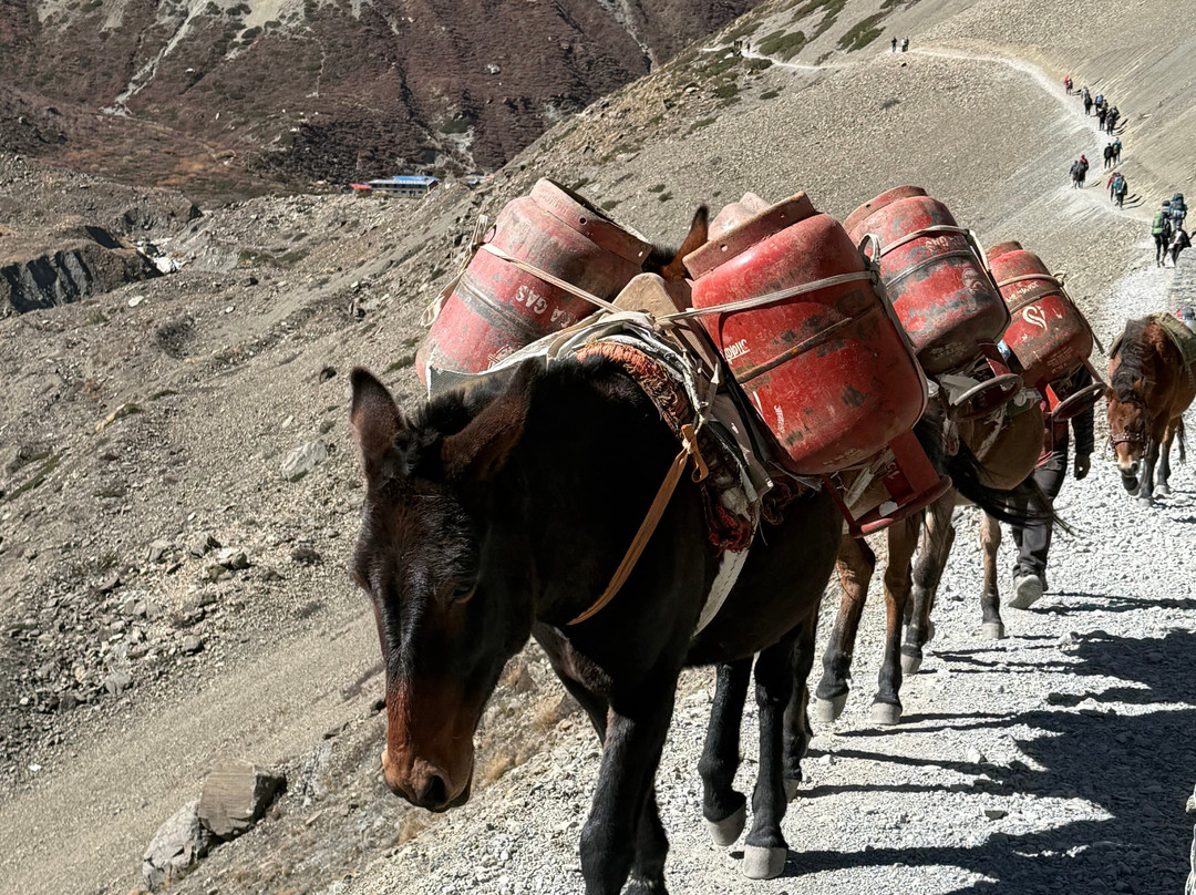 Himalayan Terrain Treks and Expedition Pvt. Ltd.-加德满都必去景点