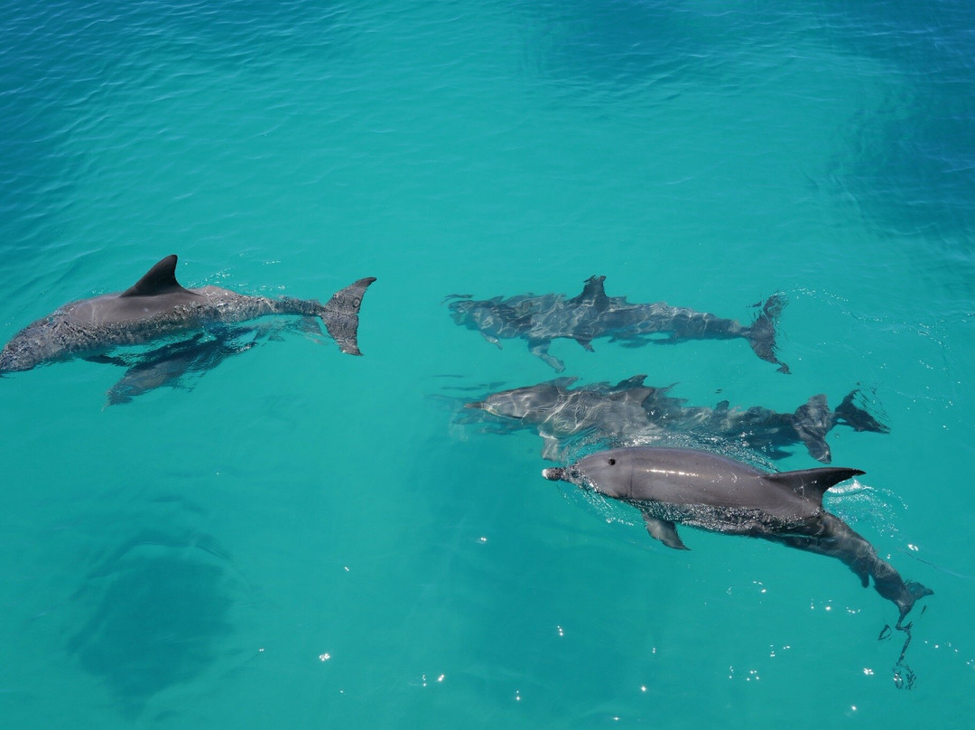 Perfect Nature Cruises-Monkey Mia必去景点