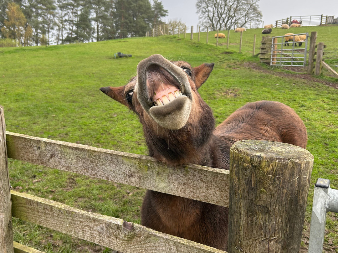 Dalscone Farm Fun-邓弗里斯必去景点