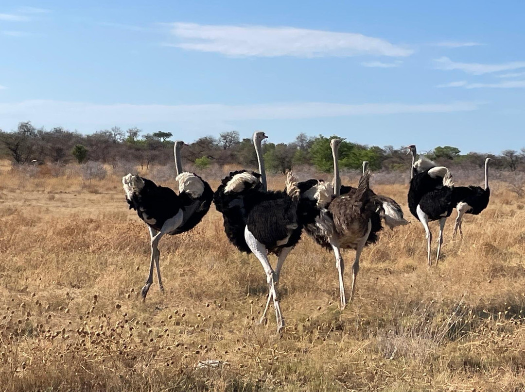 Etosha Pan-纳米比亚埃托沙国家公园必去景点