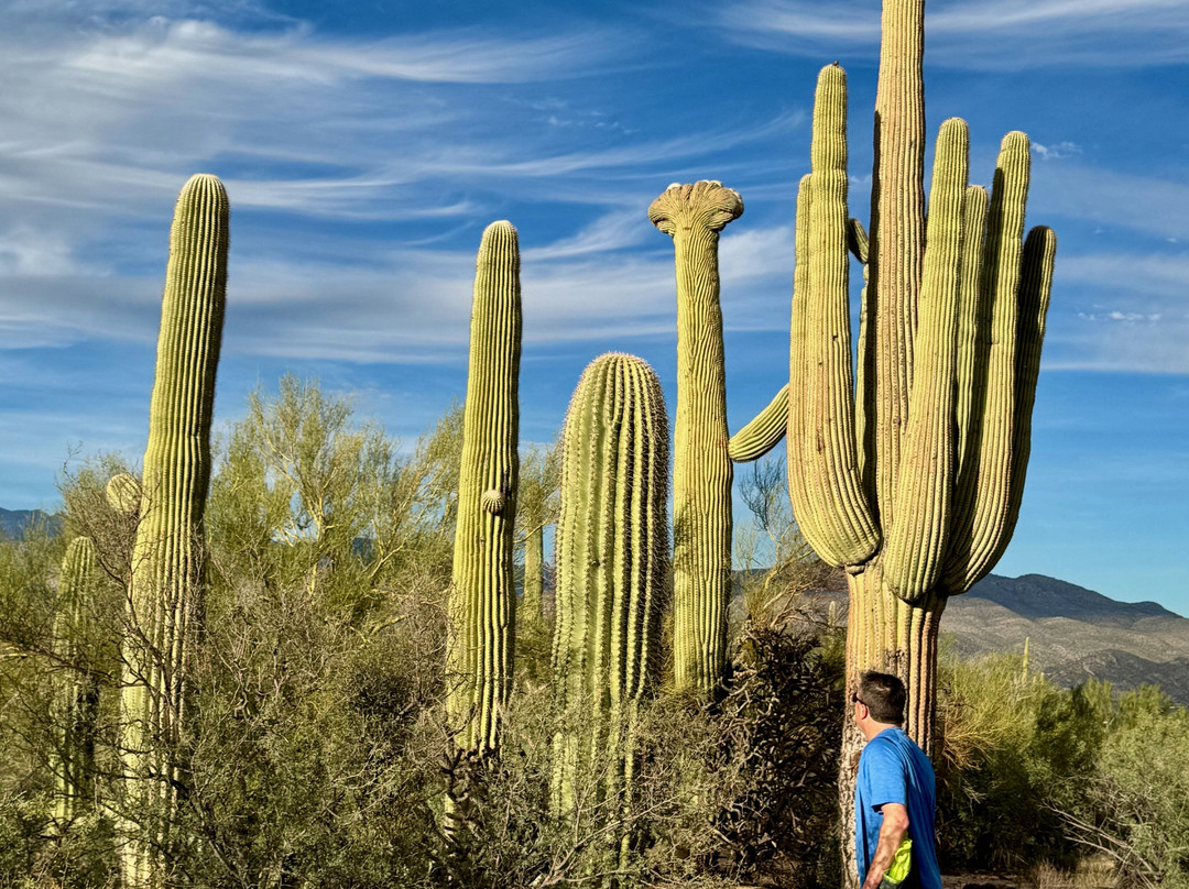 Saguaro National Park-图森必去景点