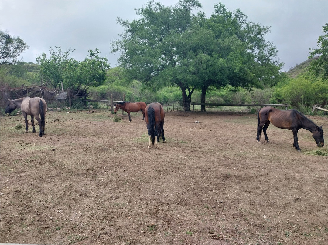 Cabalgatas Gauchas-萨尔塔必去景点