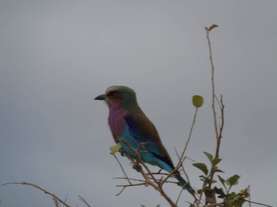 Savannah Explorers Limited-阿鲁沙必去景点