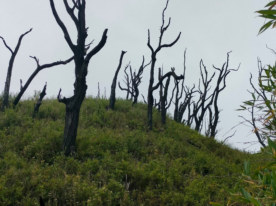 Dzukou Valley-Kohima必去景点