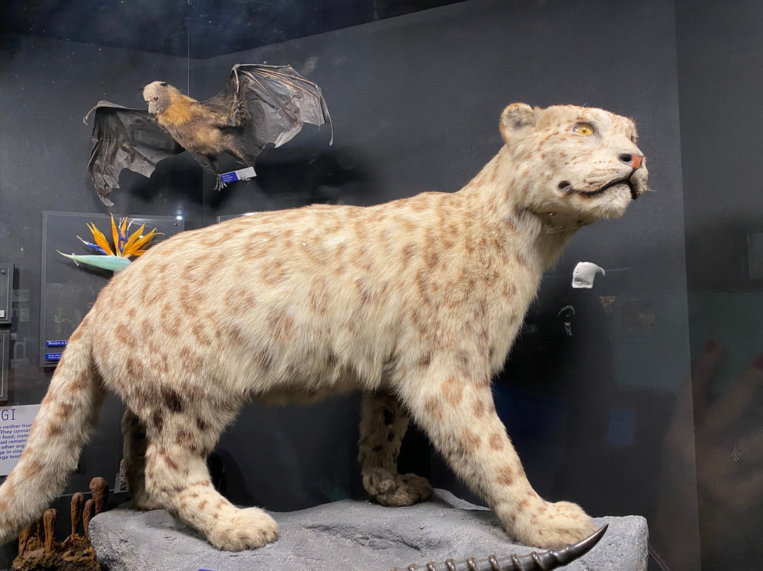 National Museum Cardiff-卡迪夫必去景点