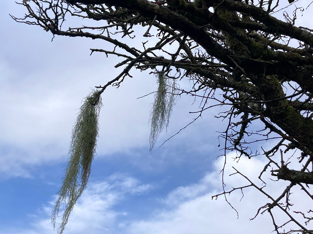 Dartmoor's Daughter-达特穆尔国家公园必去景点