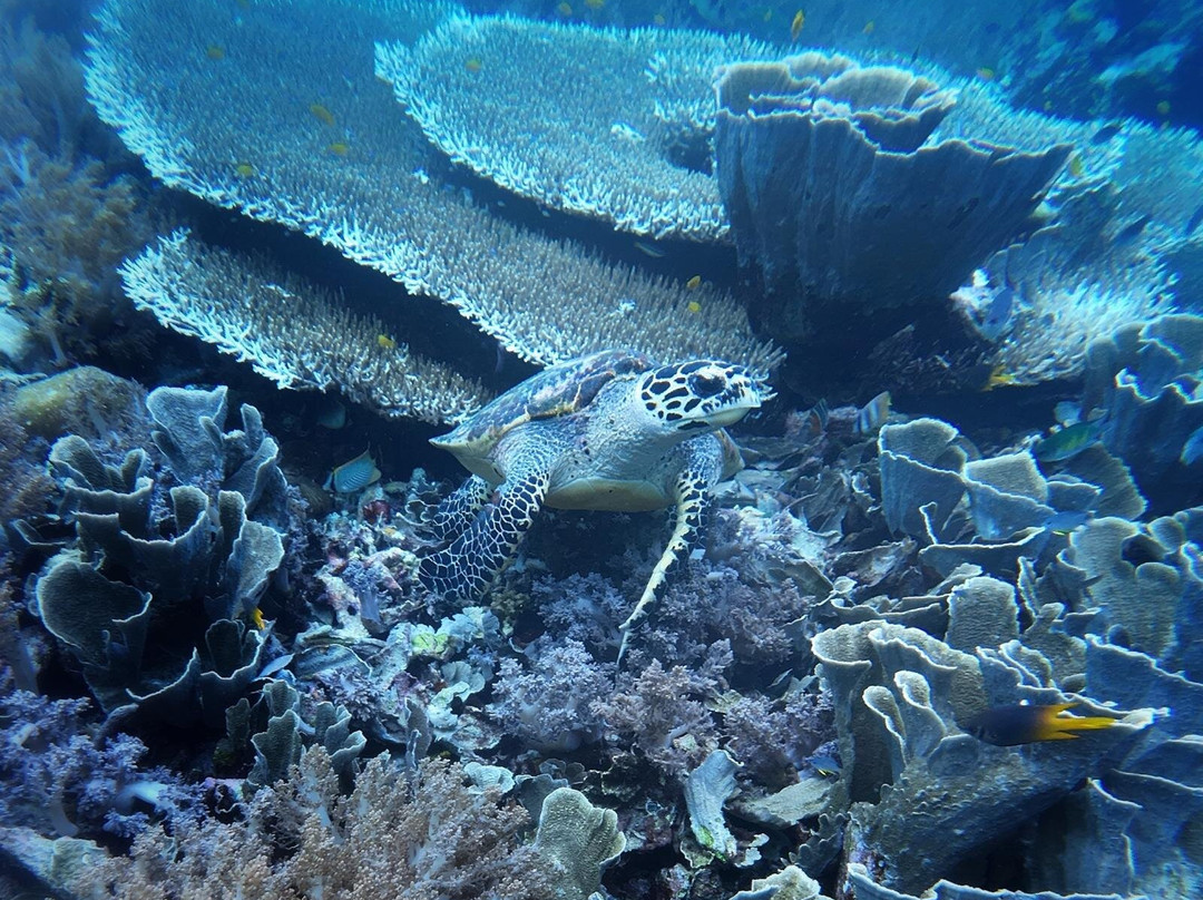 Freedive Nusa-Ped必去景点