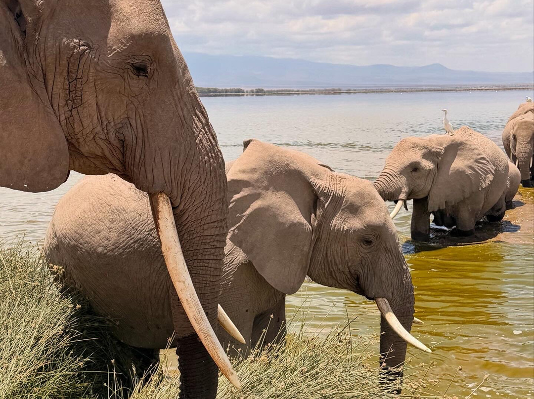 Gamewatchers Safaris-内罗毕必去景点