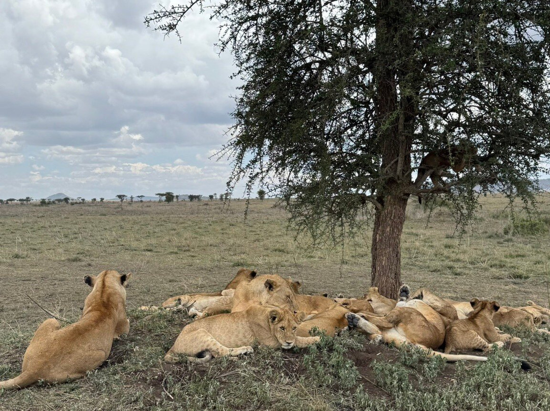 Ngatunga Tours-乞力马扎罗山国家公园必去景点