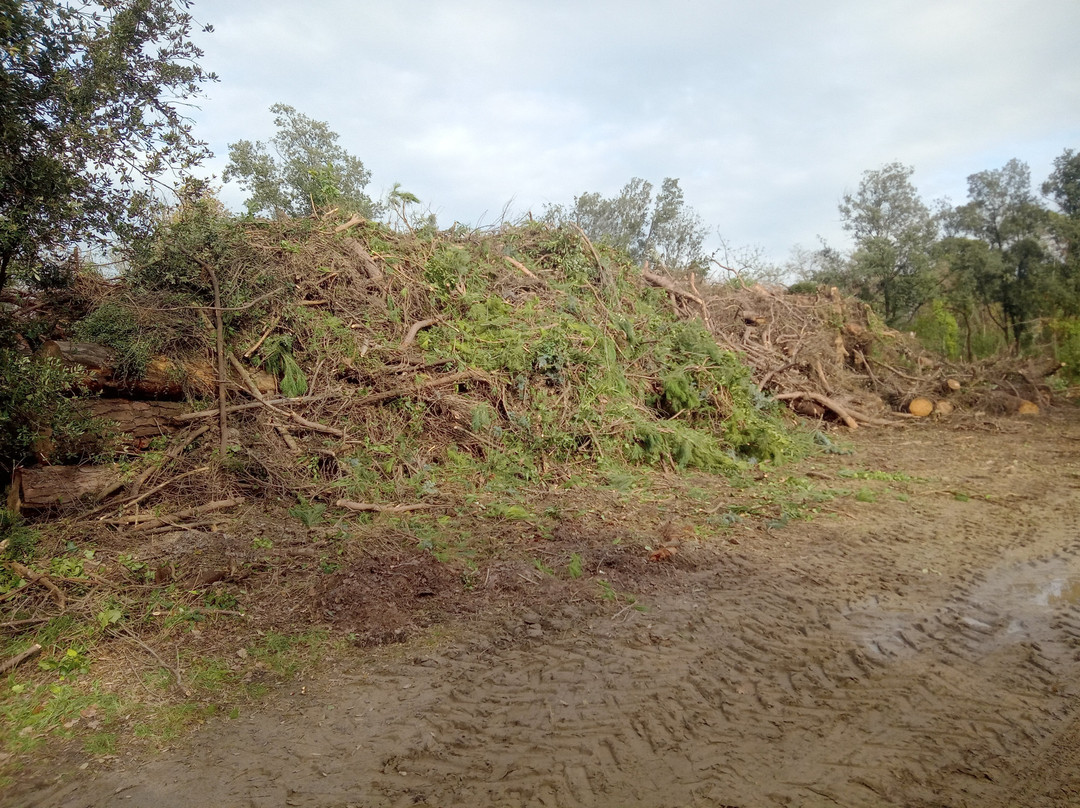 Pineta di Milano Marittima-Milano Marittima必去景点