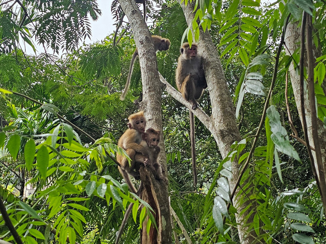 Mahaweli Tours & Holidays-Kandana必去景点