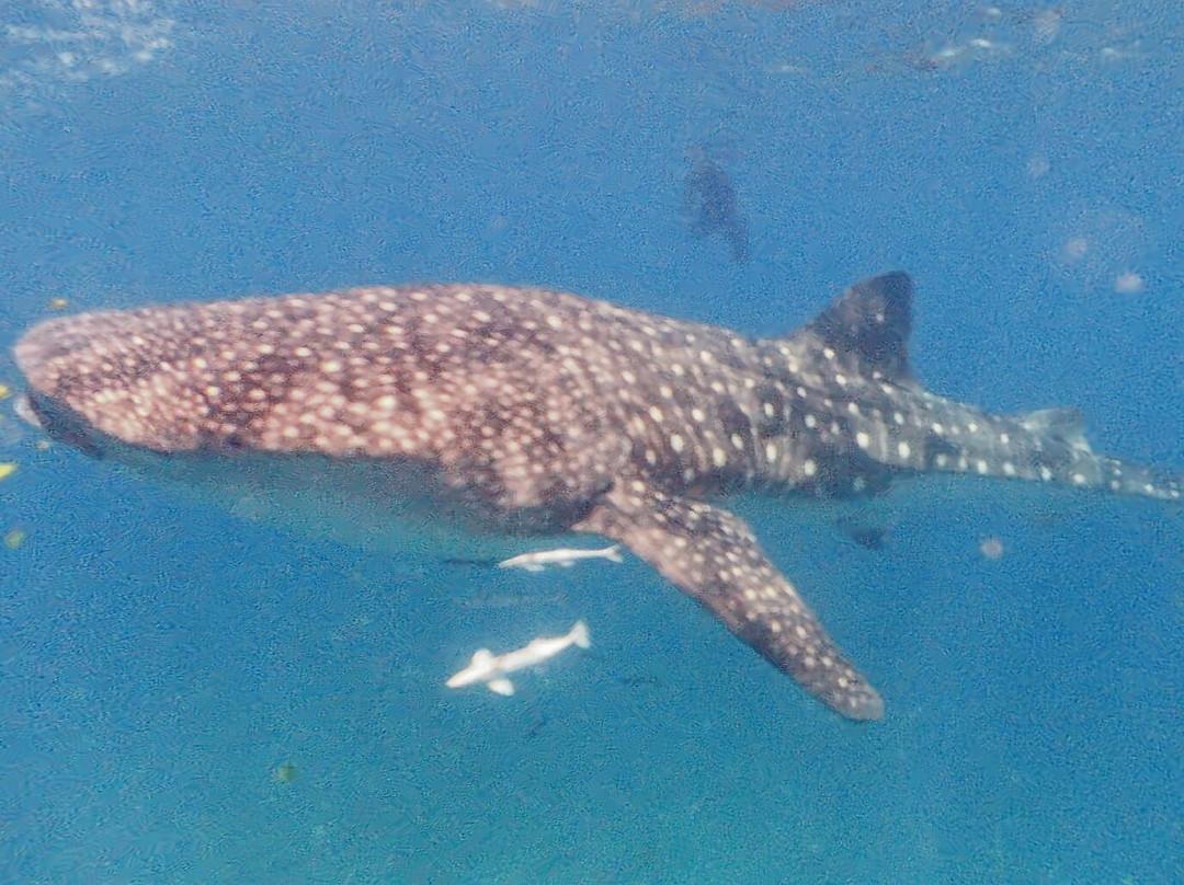 Tropical Diving-诺西贝必去景点