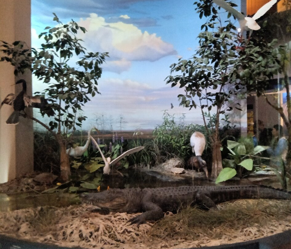 Everglades National Park-佛罗里达城必去景点