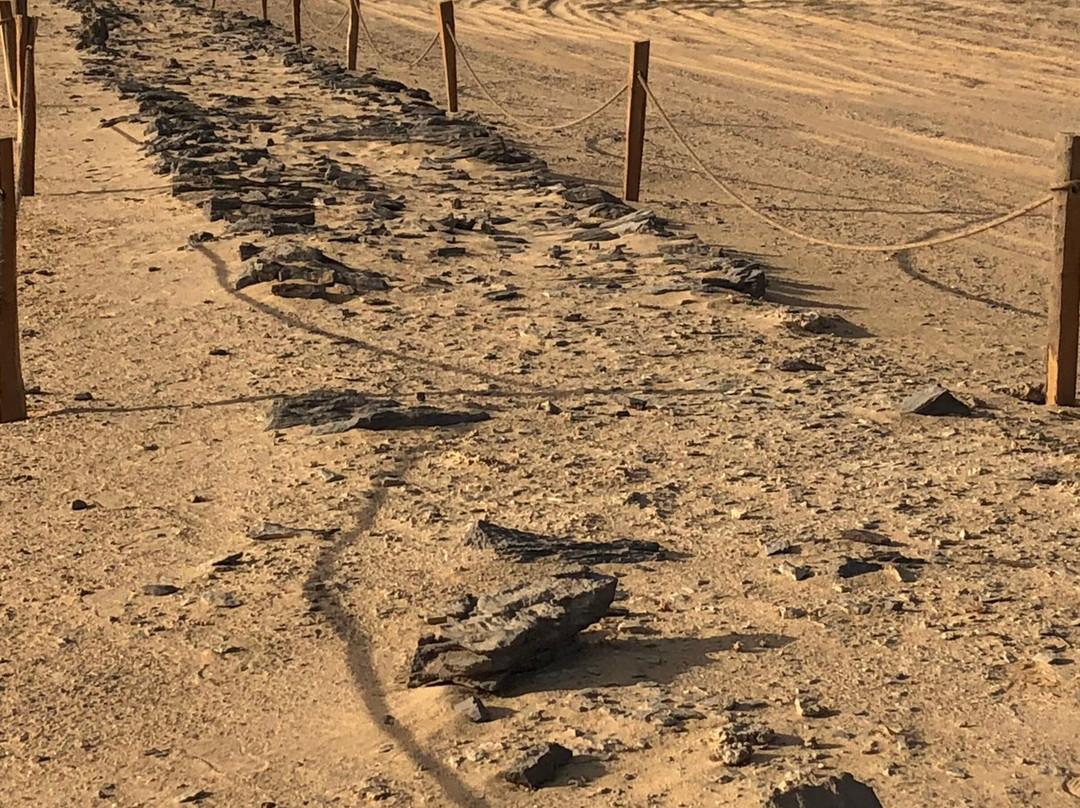 Explore Fayoum Tours-法尤姆必去景点