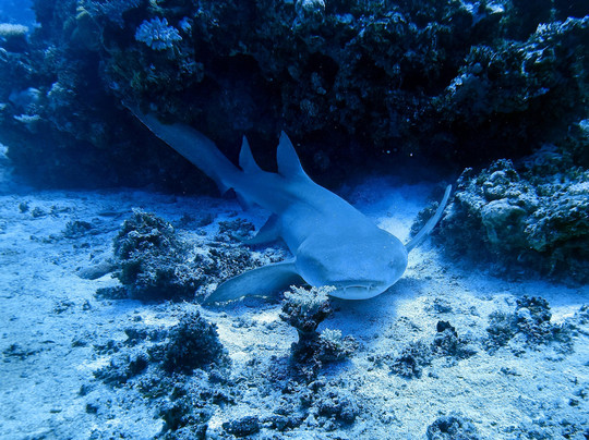 Spirit of Freedom-凯恩斯必去景点