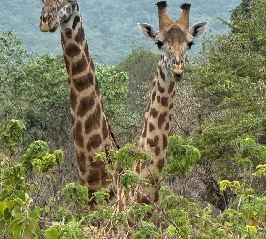 Altezza Travel-莫西必去景点