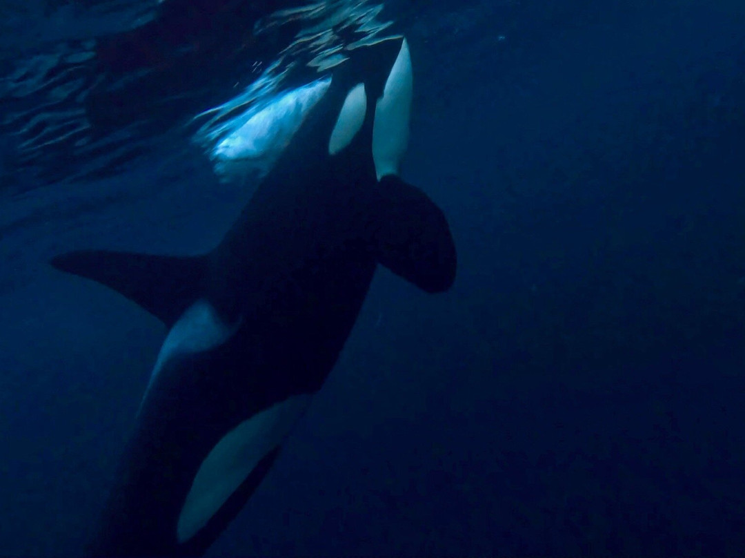 Majestic Whale Encounters-Foa Island必去景点