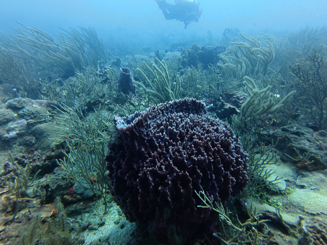 Nautilus Isla Fuerte-Isla Fuerte必去景点