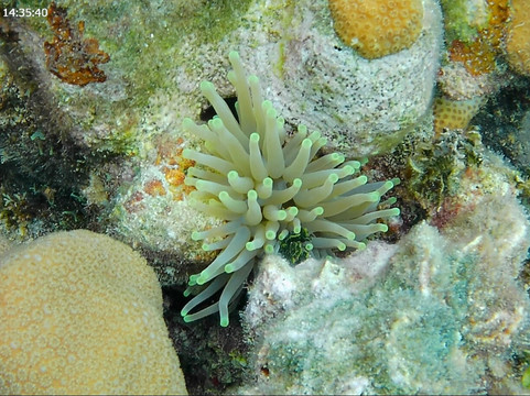 ScubaLibre Varadero-巴拉德罗必去景点