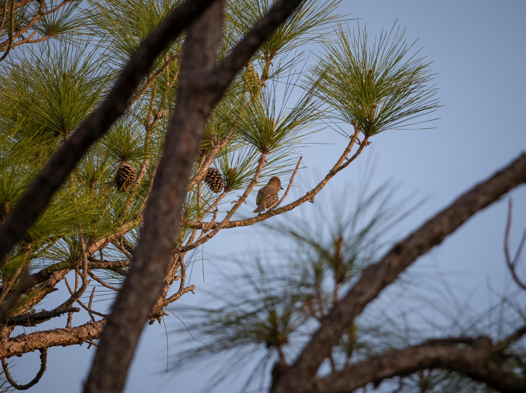 Mahogany Hammock-大沼泽国家公园必去景点