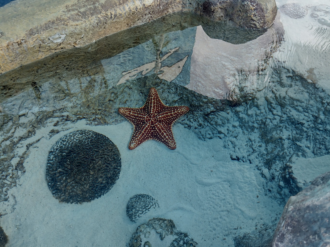 互动式水族馆-坎昆必去景点