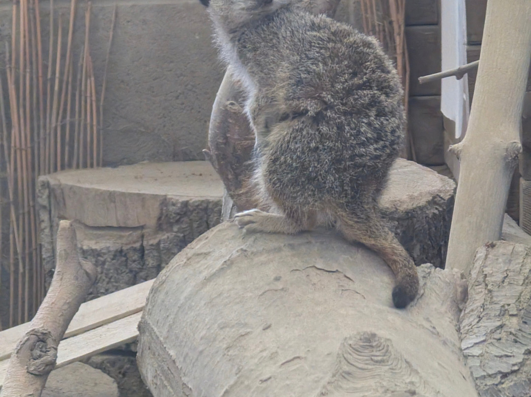 Ponderosa Zoo-Heckmondwike必去景点